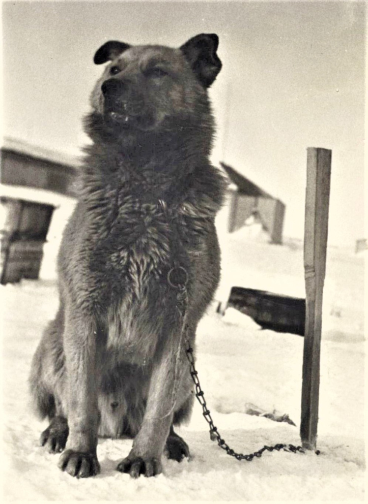 «Пятый зимовщик». Фото М.А. Трояновского. 1937 г.